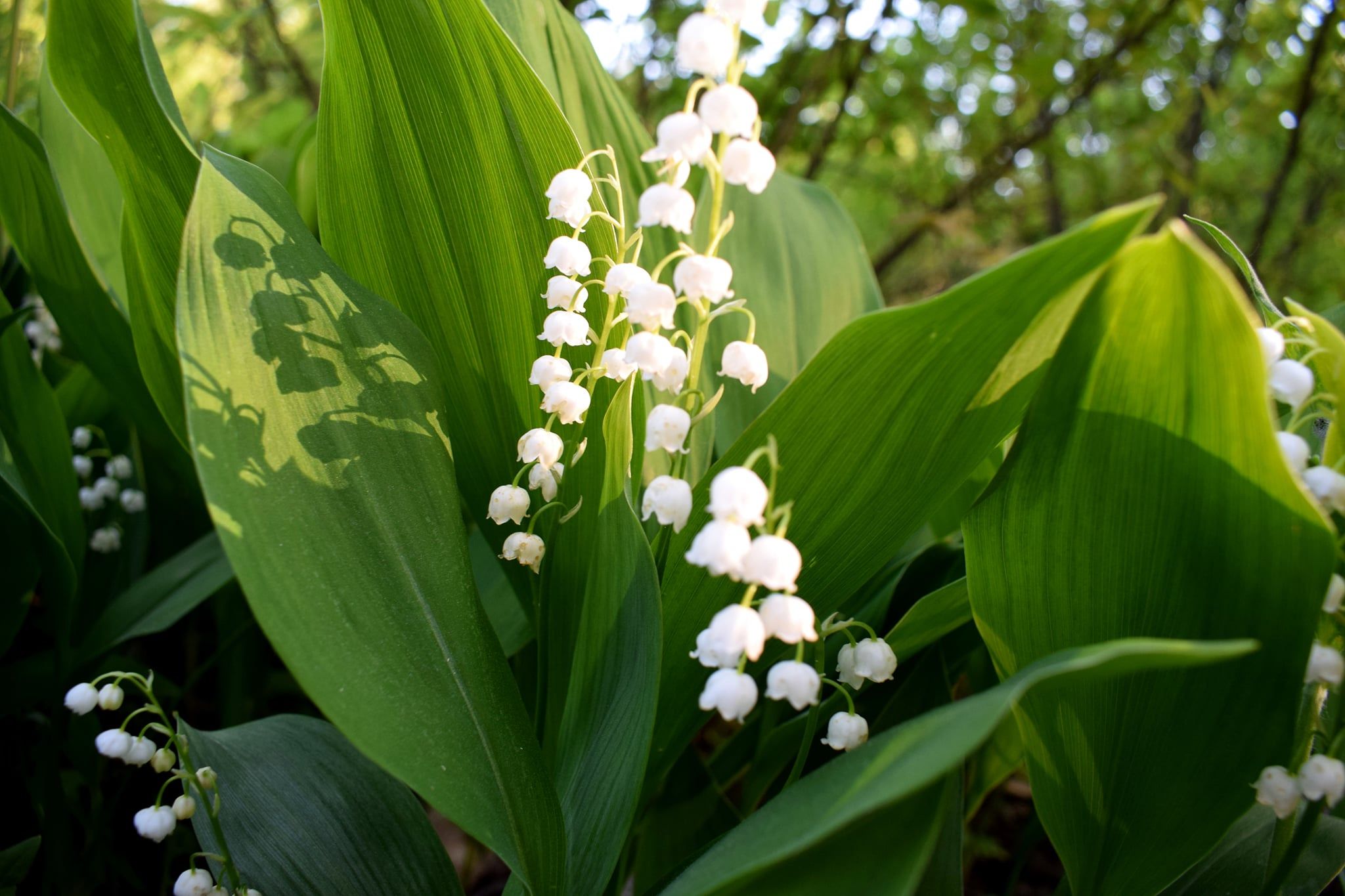 Ландиш українською як буде - як правильно назвати цю квітку Ландиш українською як буде - як правильно назвати цю квітку