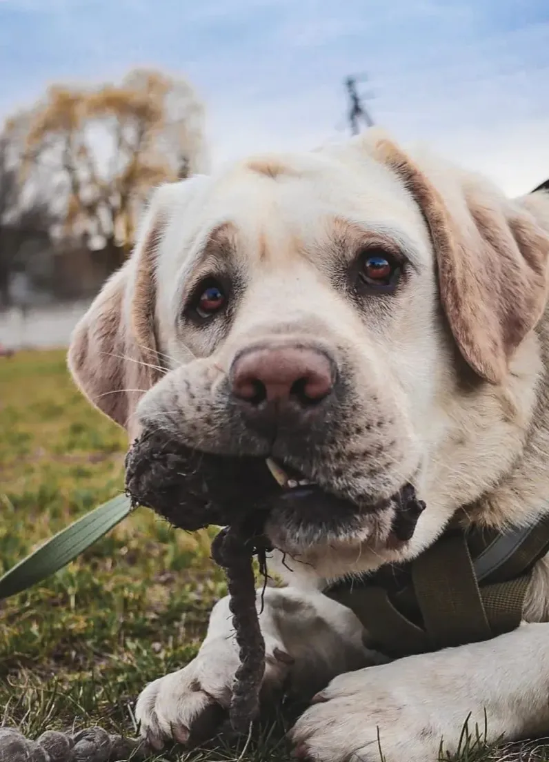Милий службовий собака Нацгвардії Ермі Милий службовий собака Нацгвардії Ермі
