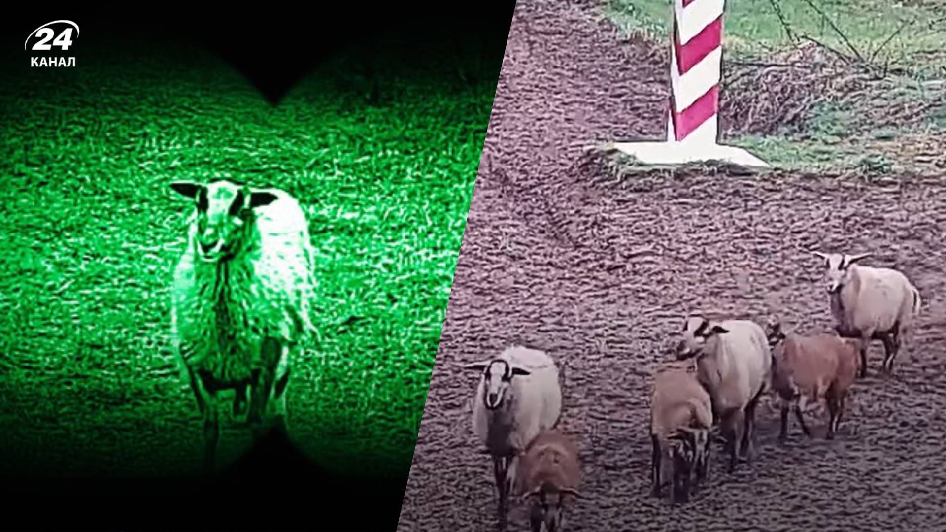 Польські прикордонники зафіксували овець-порушників
