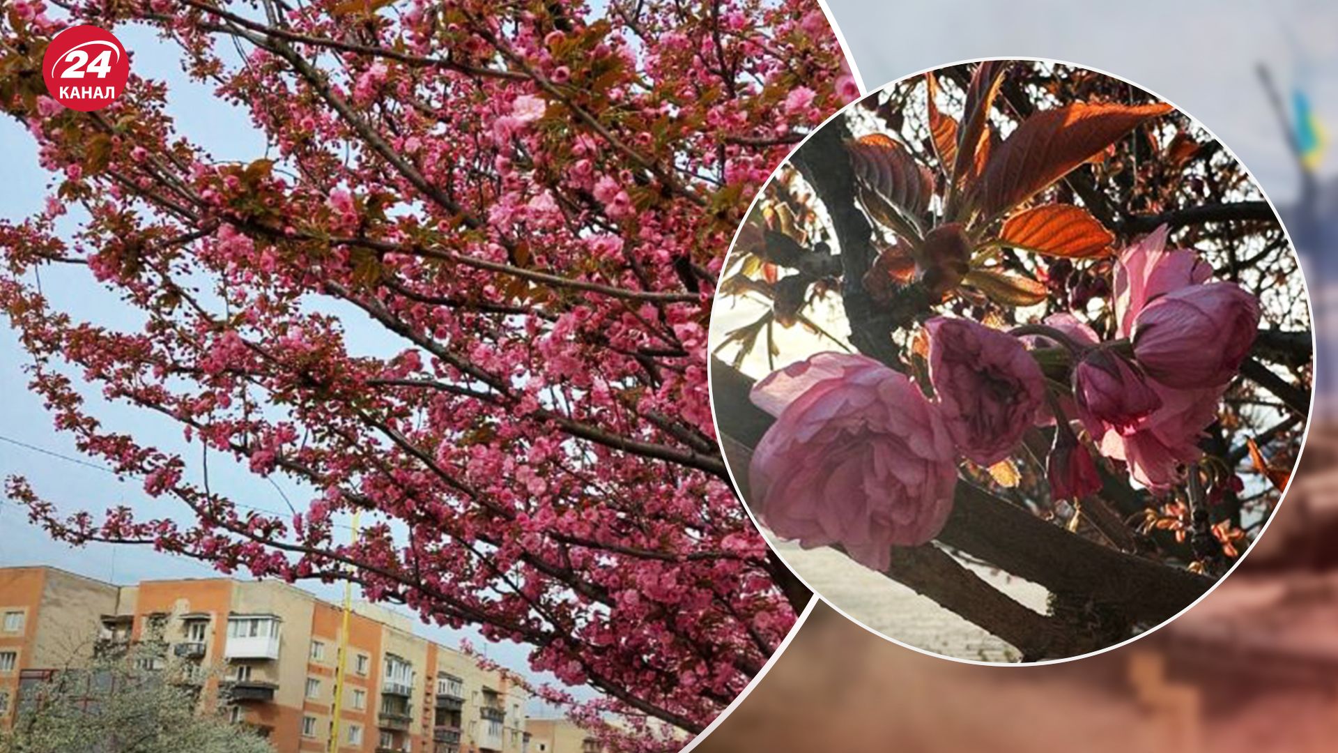 В Ужгороді цвітуть сакури 2024 - де шукати сакуру в Ужгороді - карта - 24 Канал В Ужгороді цвітуть сакури 2024 - де шукати сакуру в Ужгороді - карта - 24 Канал