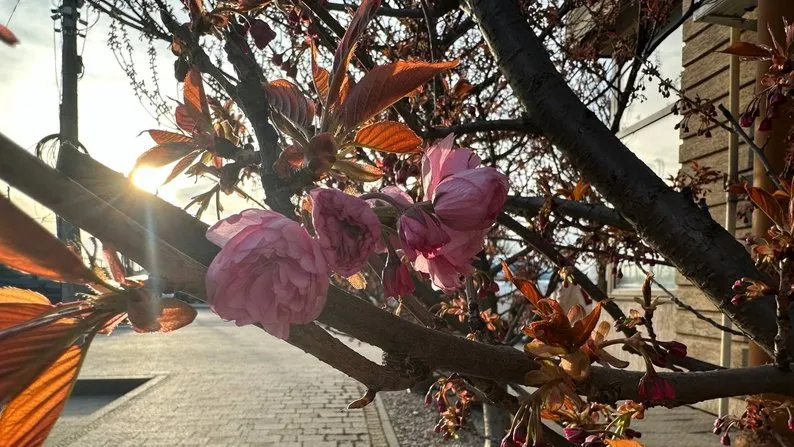 сакури в Ужгороді 2024 сакури в Ужгороді 2024