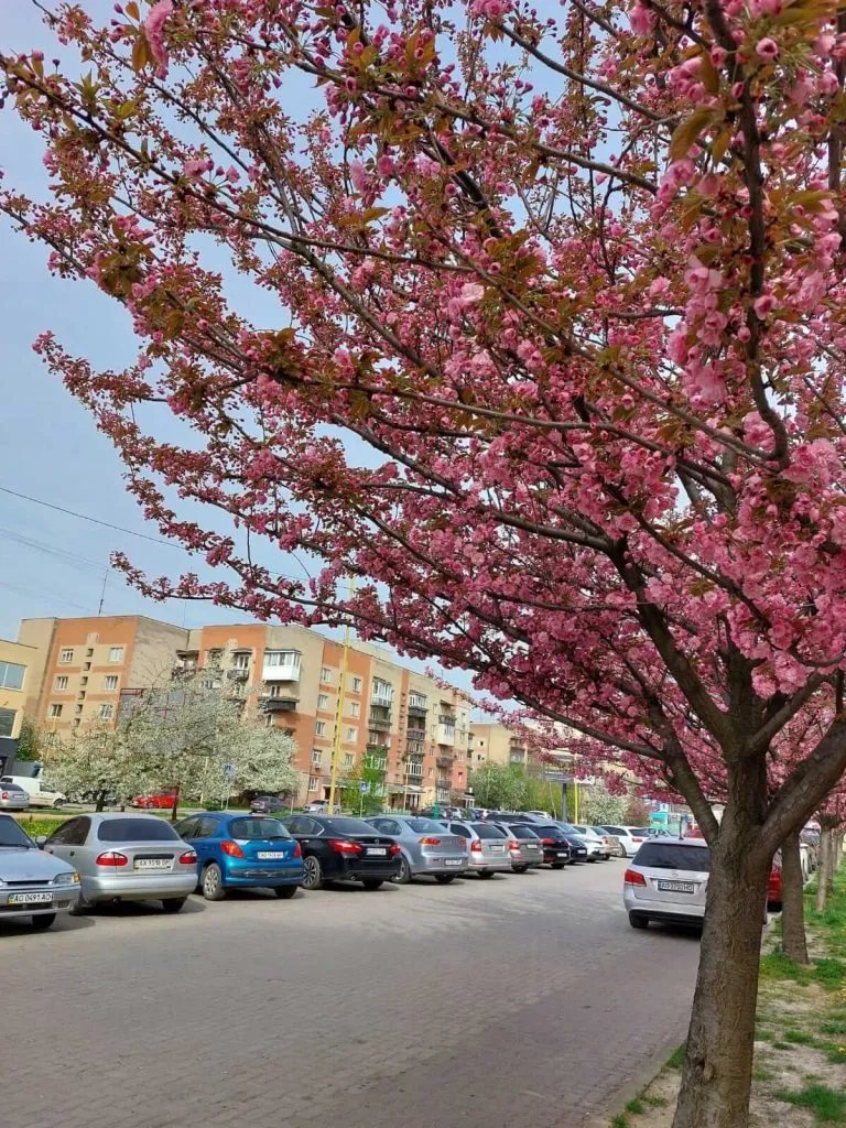в Ужгороді квітнуть сакури 2024 в Ужгороді квітнуть сакури 2024