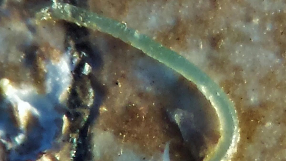 Мікропластик (ілюстративне фото) Мікропластик (ілюстративне фото)