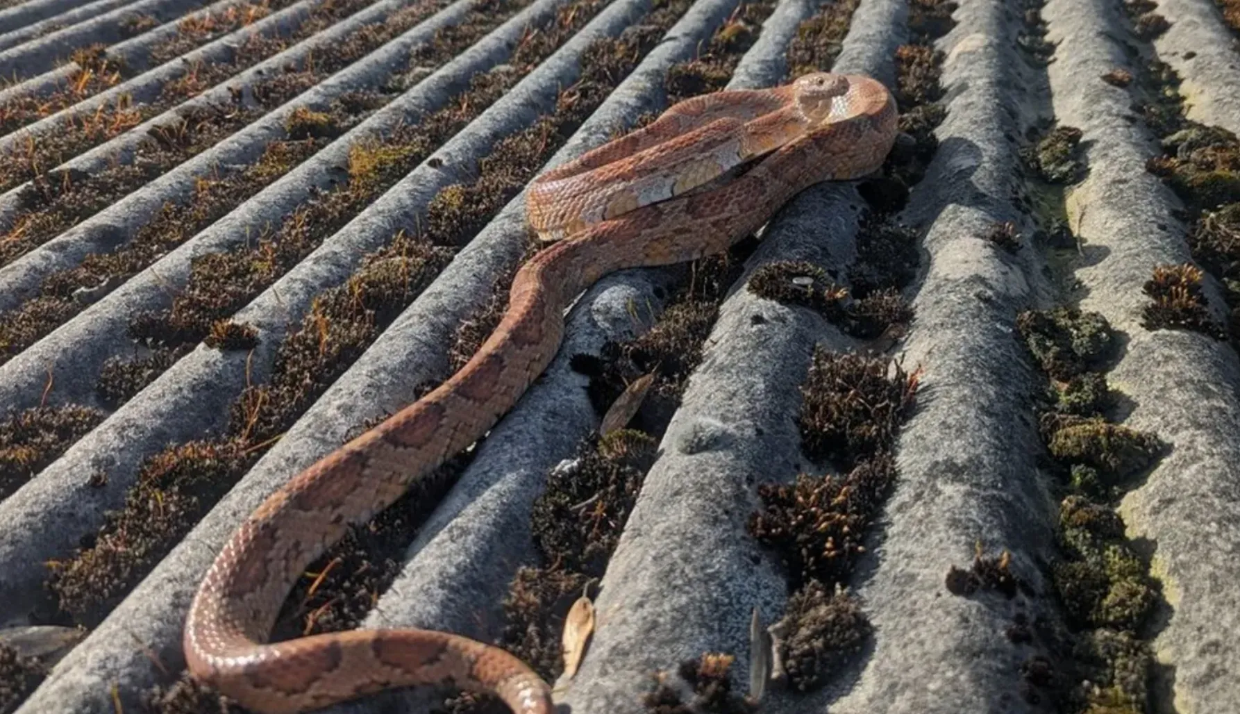 Змея упала на крышу соседнего дома
