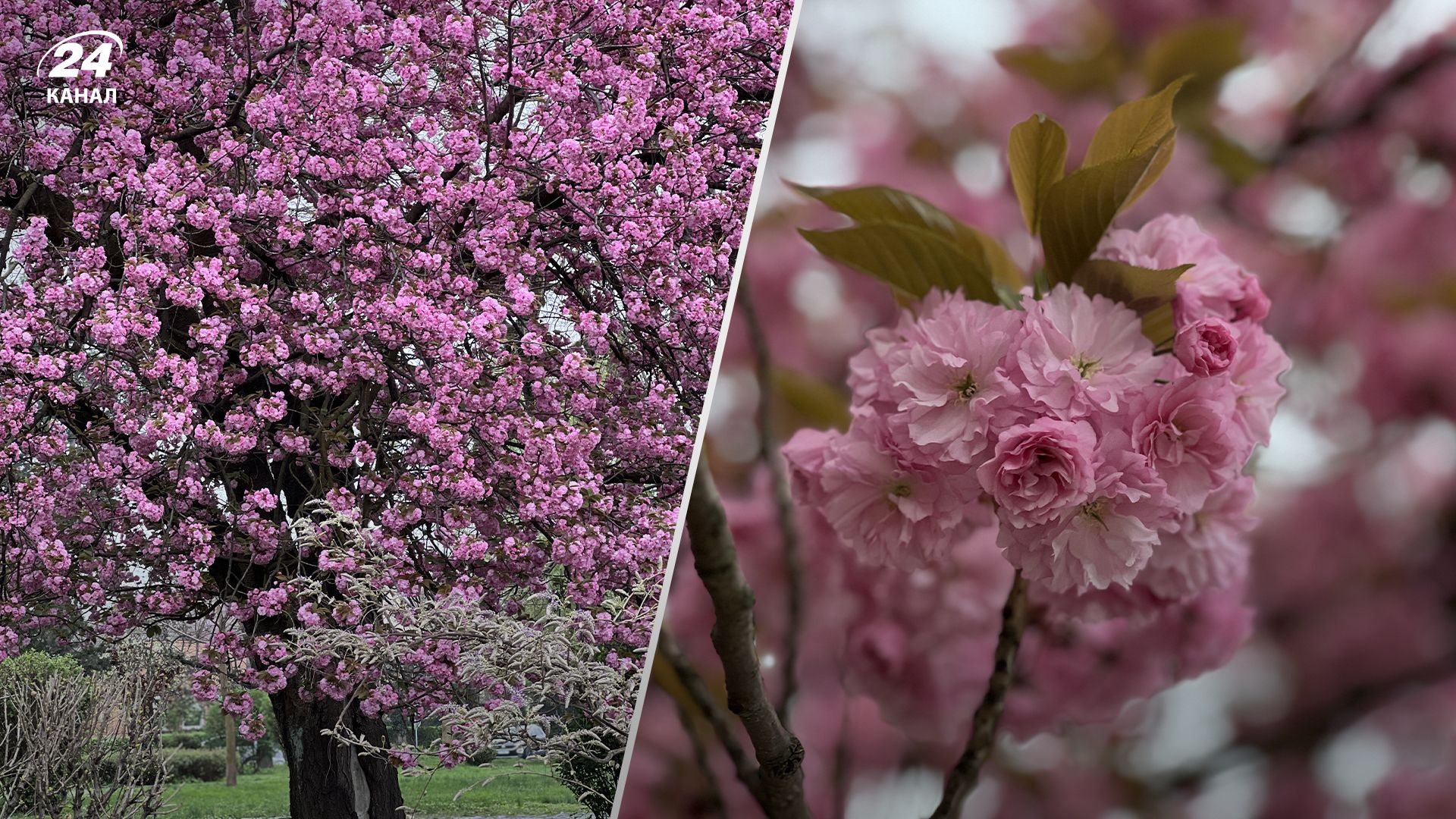 В Ужгороді зацвіли сакури В Ужгороді зацвіли сакури