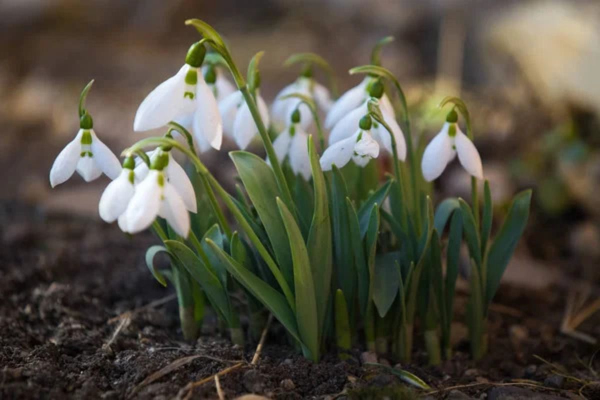 Підсніжник чи пролісок - як правильно і красиво українською назвати первоцвіт Підсніжник чи пролісок - як правильно і красиво українською назвати первоцвіт
