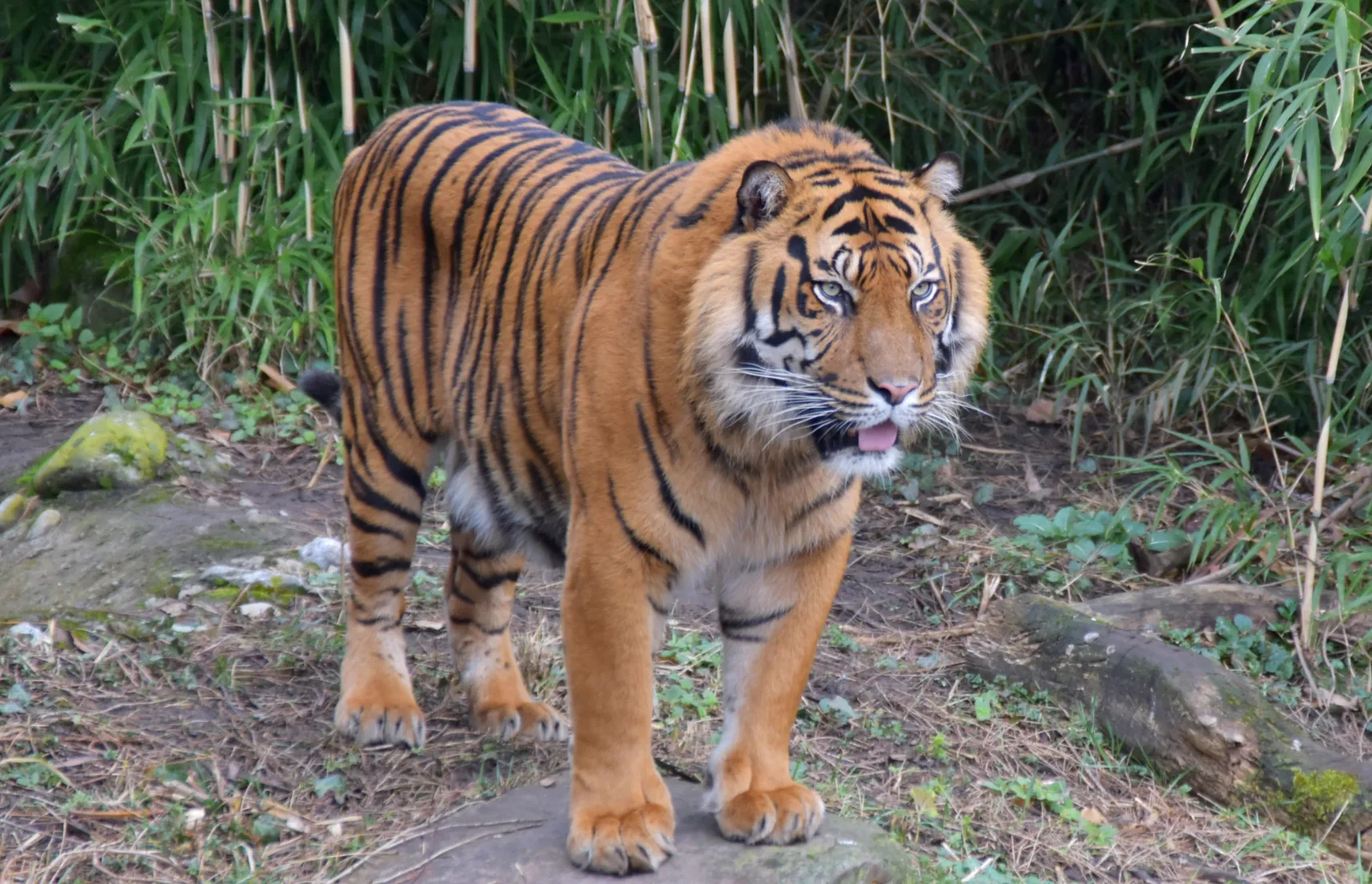 Яванский тигр все еще может существовать в дикой природе