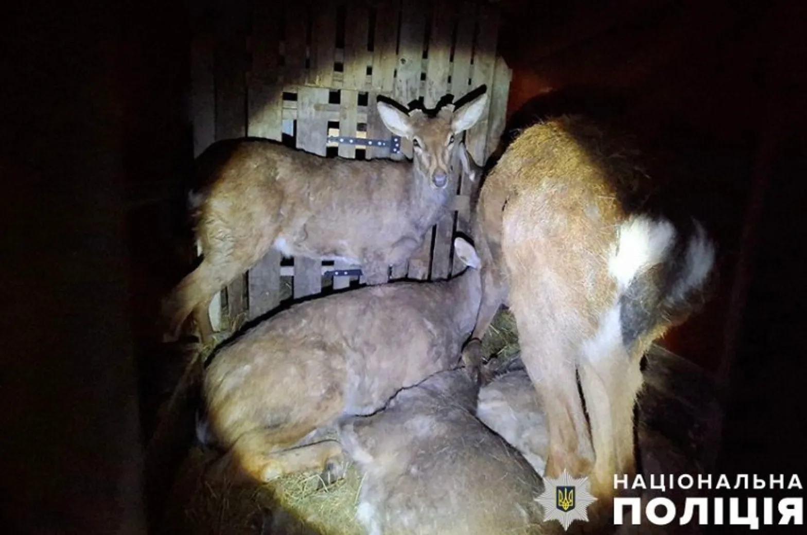 Документов на животных у мужчины не было Документов на животных у мужчины не было