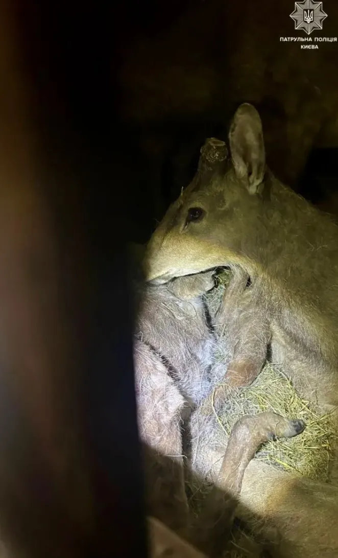 В машине обнаружили 9 оленей, один из которых умер В машине обнаружили 9 оленей, один из которых умер