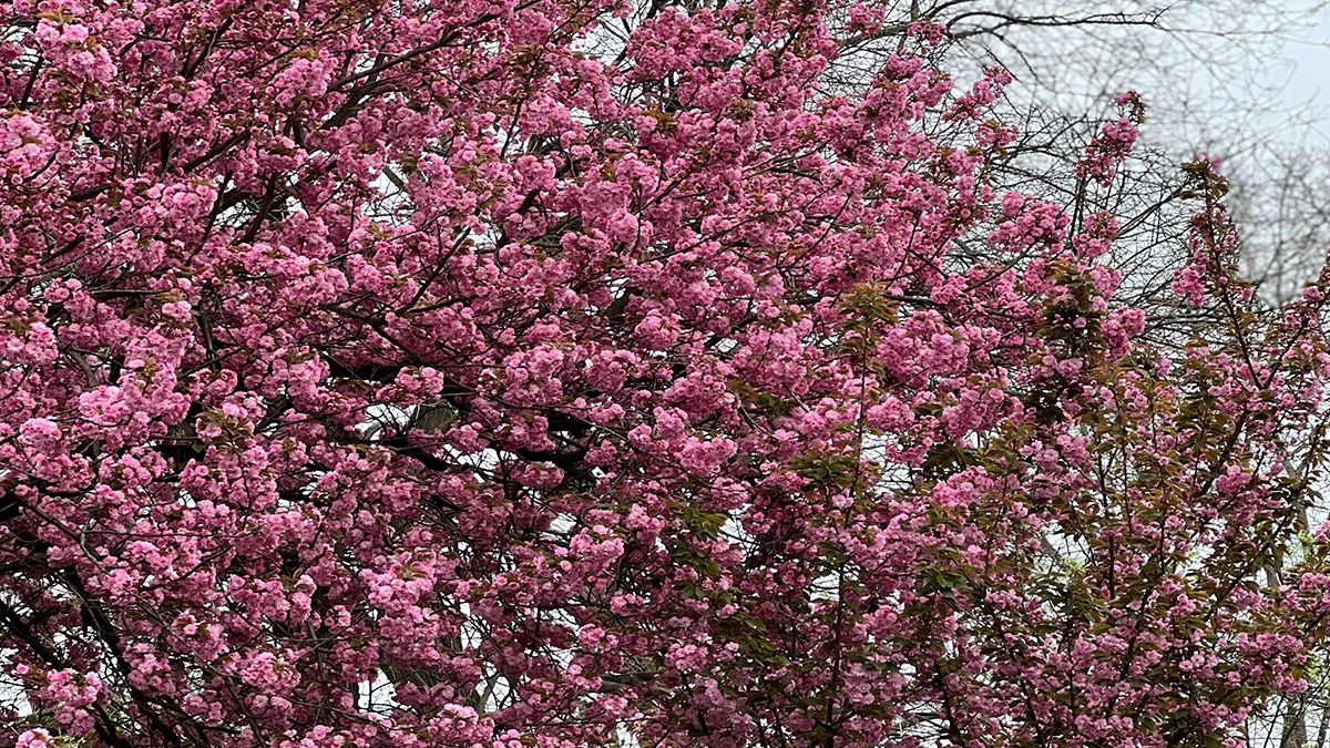 Точний прогноз погоди в Україні на 5 квітня 2024 - досить тепло, на Заході дощі - 24 Канал Точний прогноз погоди в Україні на 5 квітня 2024 - досить тепло, на Заході дощі - 24 Канал