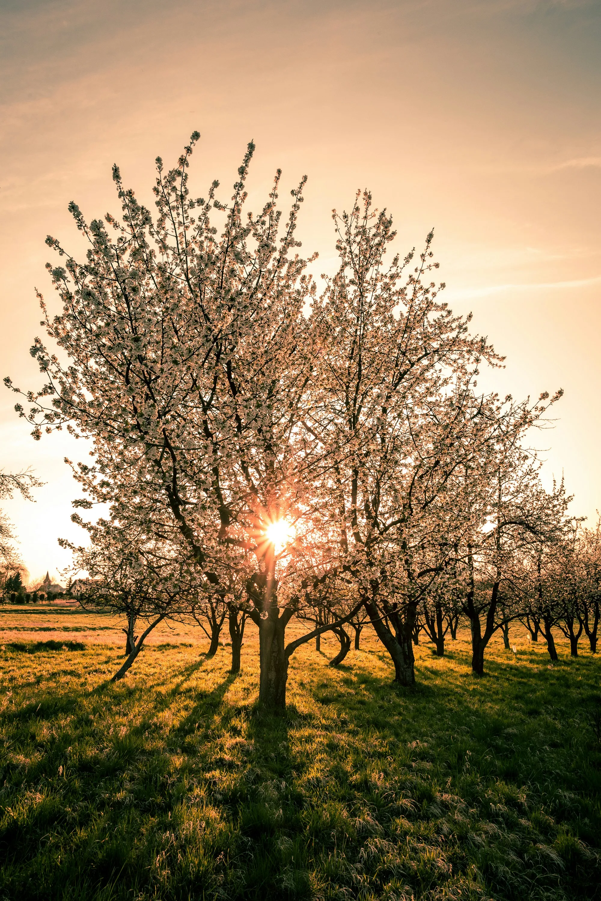 Вашому рясному врожаю позаздрять всі: дізнайтеся, чим підживити дерева весною