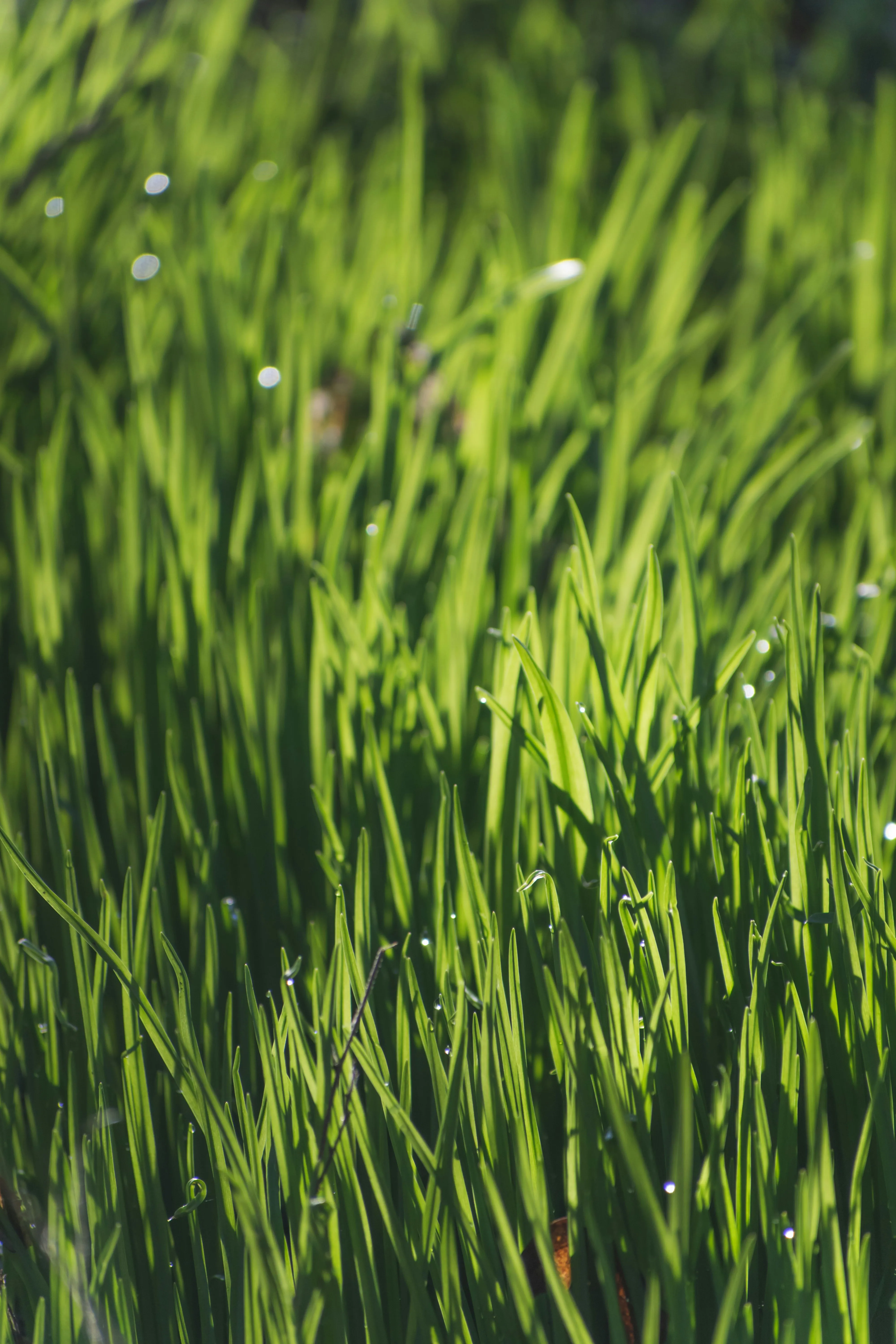 Идеальный помощник для мощного роста и урожайности: как сделать удобрение из скошенной травы Идеальный помощник для мощного роста и урожайности: как сделать удобрение из скошенной травы