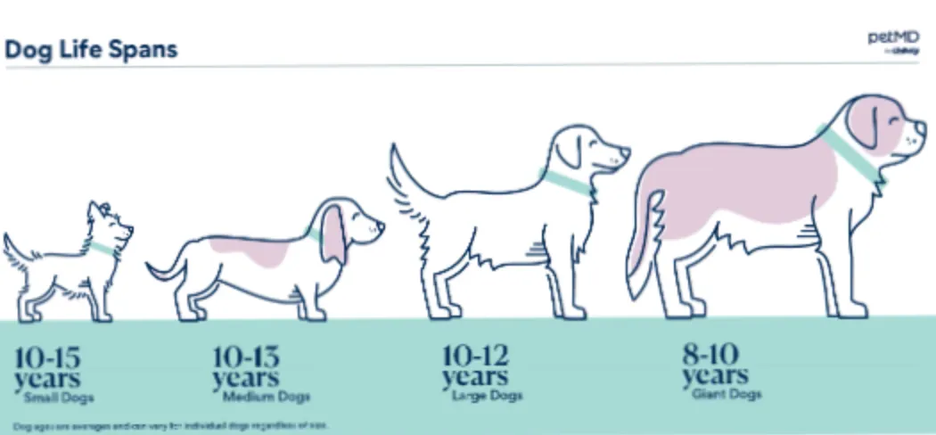 Средняя продолжительность жизни собаки
