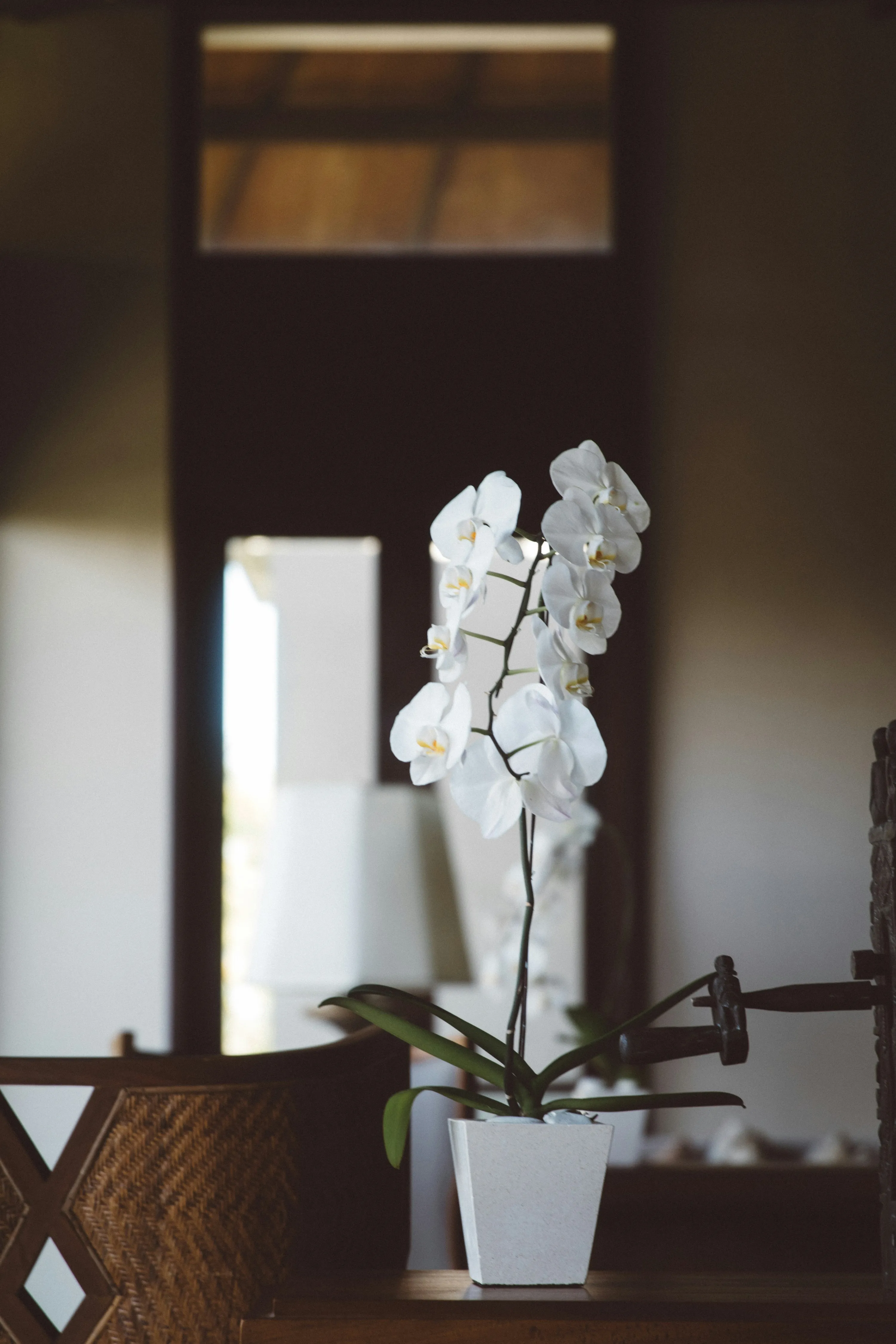 Чи можна підгодовувати орхідею під час цвітіння: дізнайтесь таємниці досвідчених квітникарів Чи можна підгодовувати орхідею під час цвітіння: дізнайтесь таємниці досвідчених квітникарів