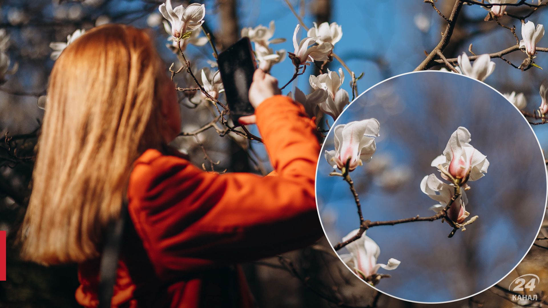 В Киеве расцвели магнолии В Киеве расцвели магнолии