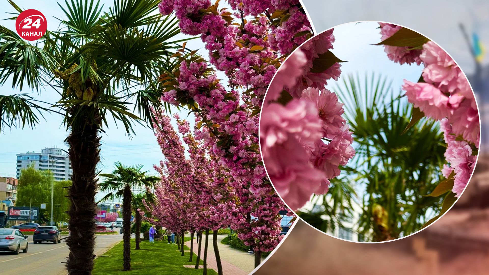 Пальми в Ужгороді - хто висадив, де шукати пальми в Ужгороді - 24 Канал Пальми в Ужгороді - хто висадив, де шукати пальми в Ужгороді - 24 Канал