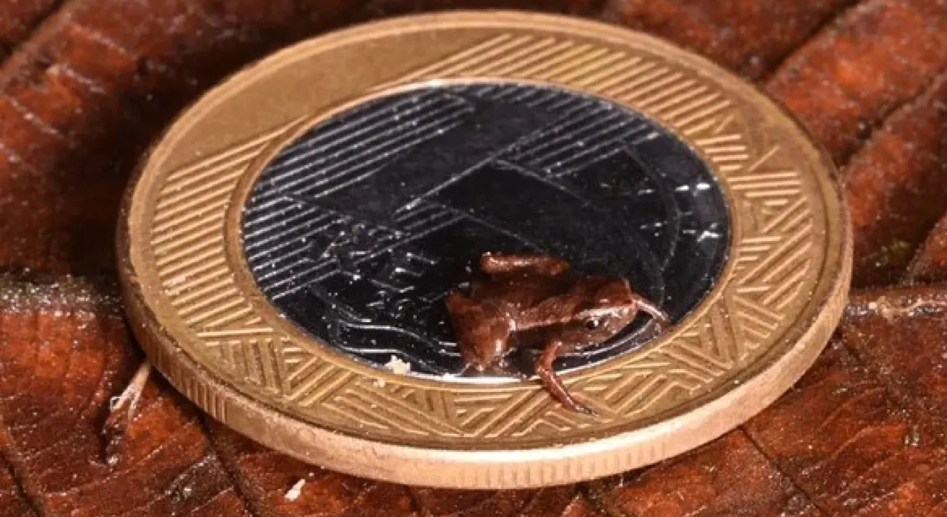 Самое маленькое известное позвоночное животное, Brachycephalus pulex, на монете 