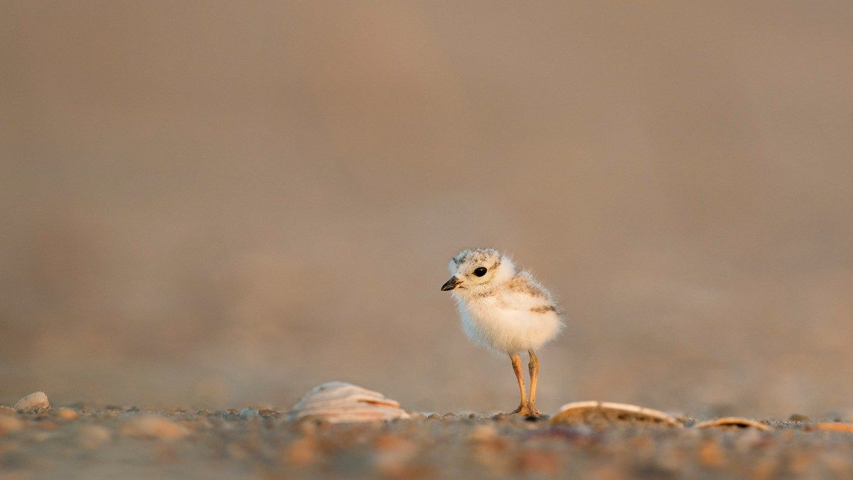 Вчені назвали найменших тварин, які живуть на планеті Земля Вчені назвали найменших тварин, які живуть на планеті Земля