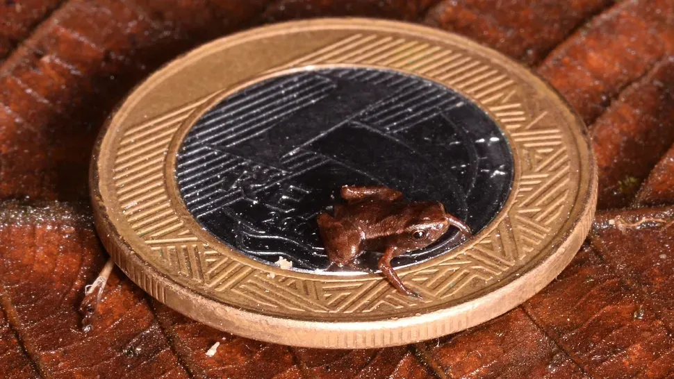 Самое маленькое из известных позвоночных животных Brachycephalus pulex на монете