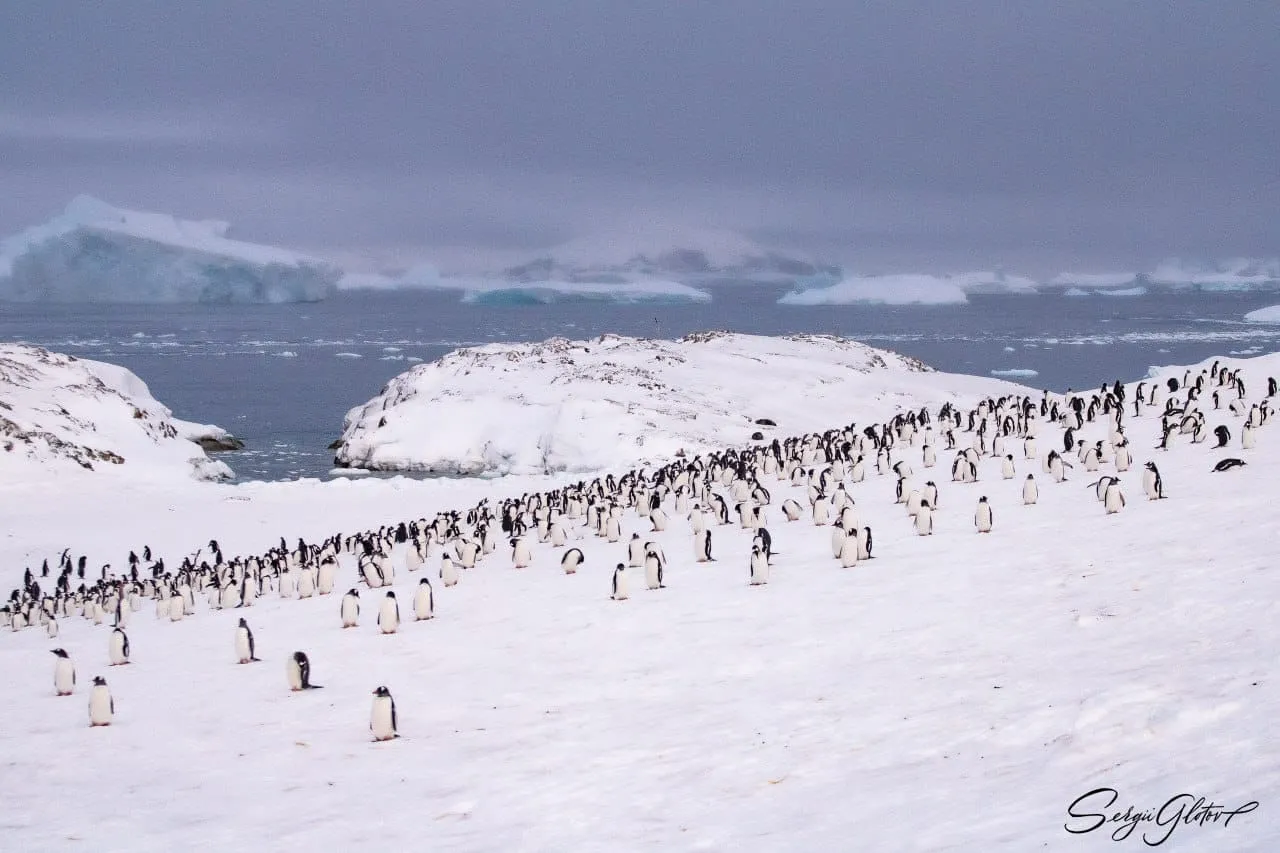 Біля станції Вернадський нарахували рекордну кількість субантарктичних пінгвінів