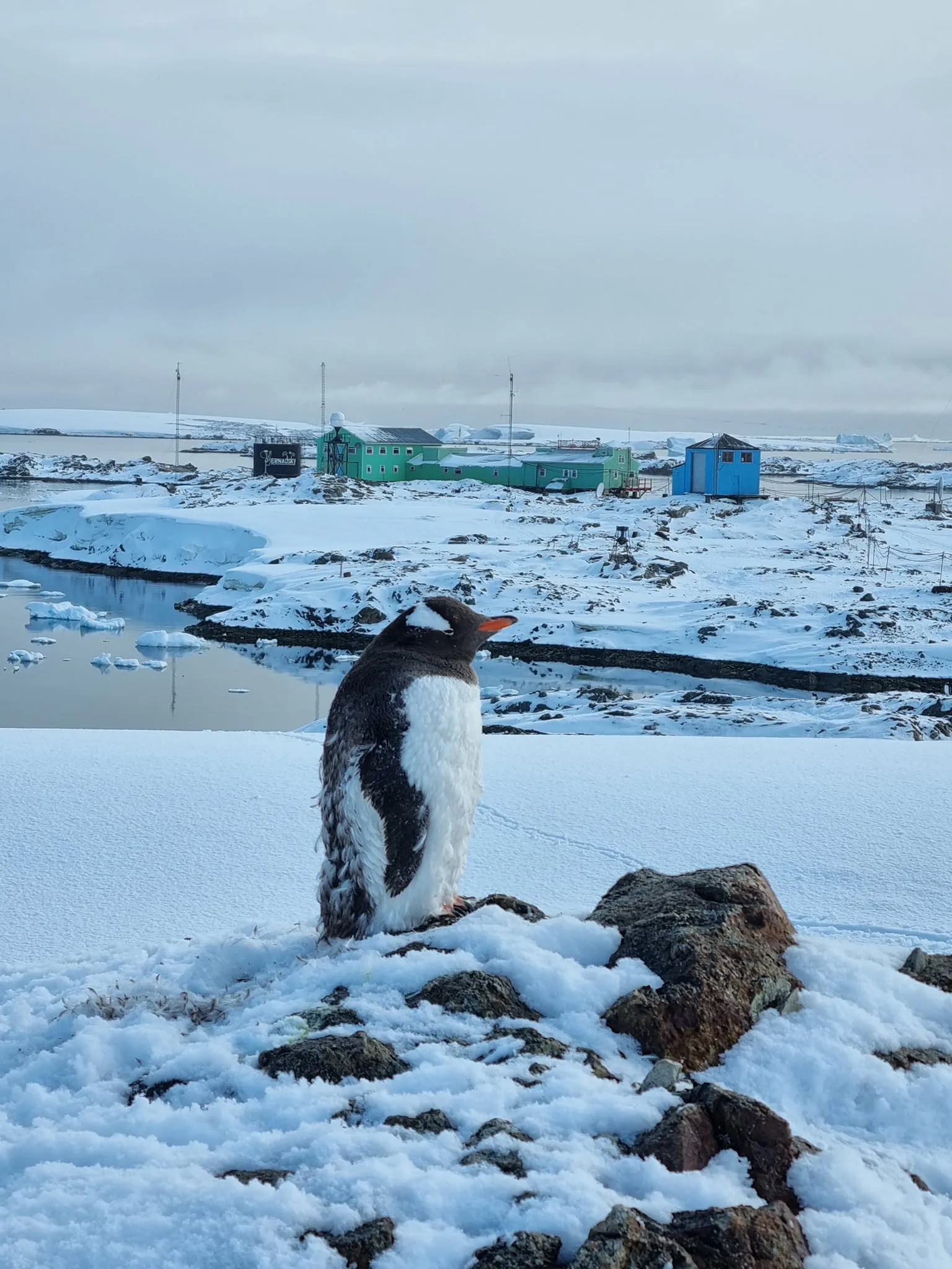 На станции Вернадского примерно 500 пингвинов на одного исследователя