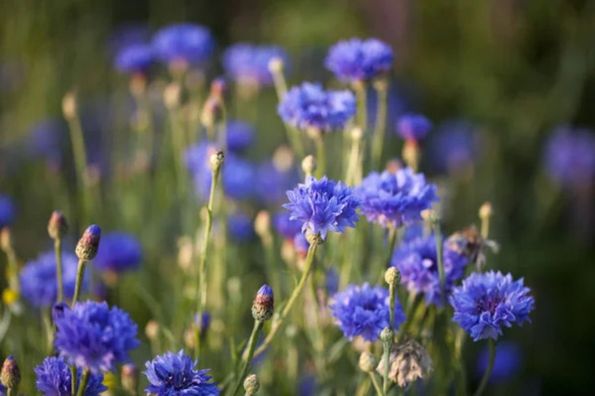 Васильки українською як будуть - як назвати цю квітку правильно Васильки українською як будуть - як назвати цю квітку правильно