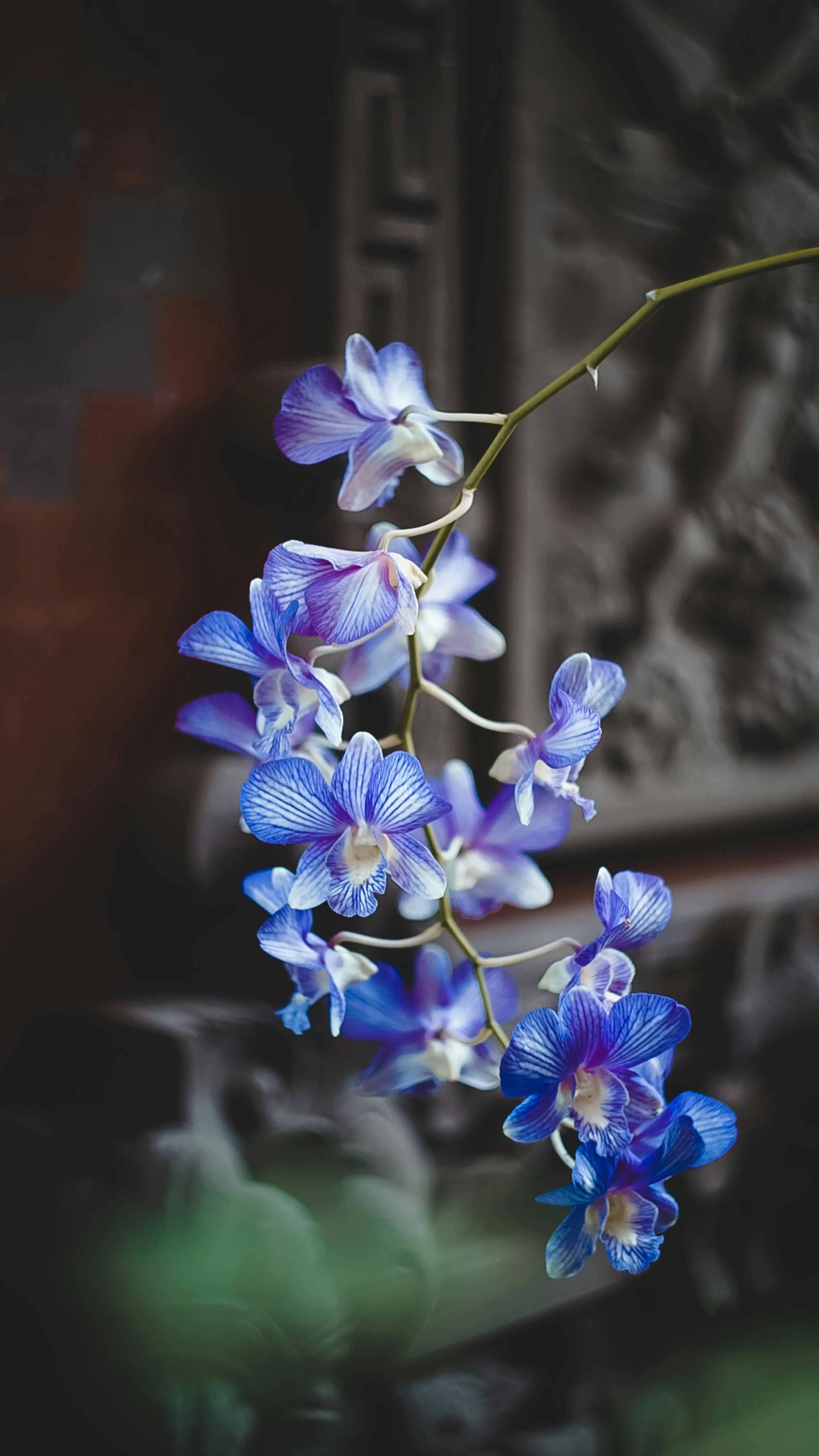 Будут цвести, как никогда: секреты подкормки орхидей в домашних условиях