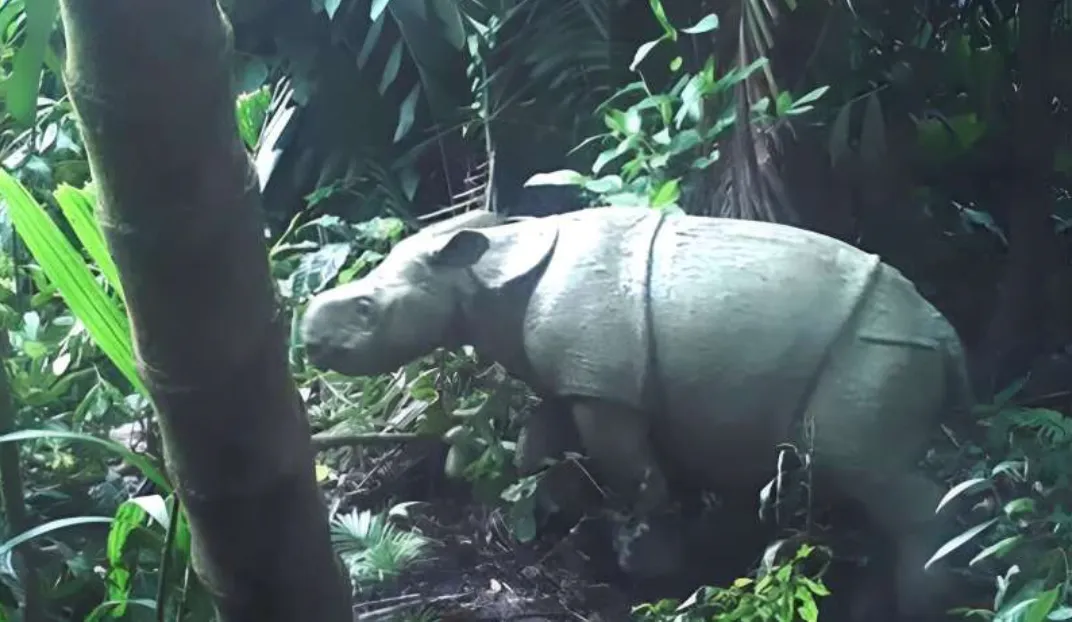 Один із двох спійманих рідкісних яванських носорогів