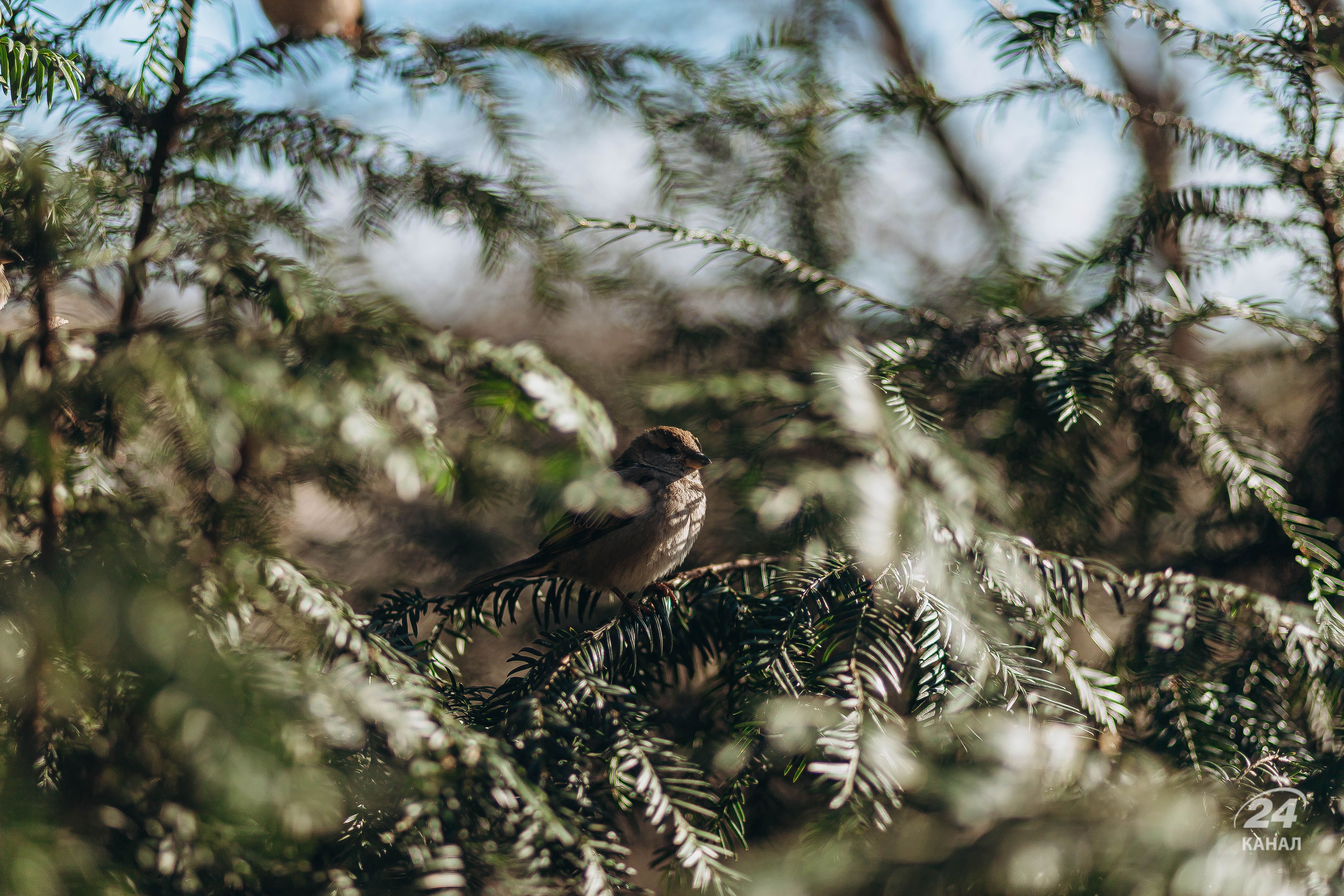 Погода в Україні - 24 Канал Погода в Україні - 24 Канал