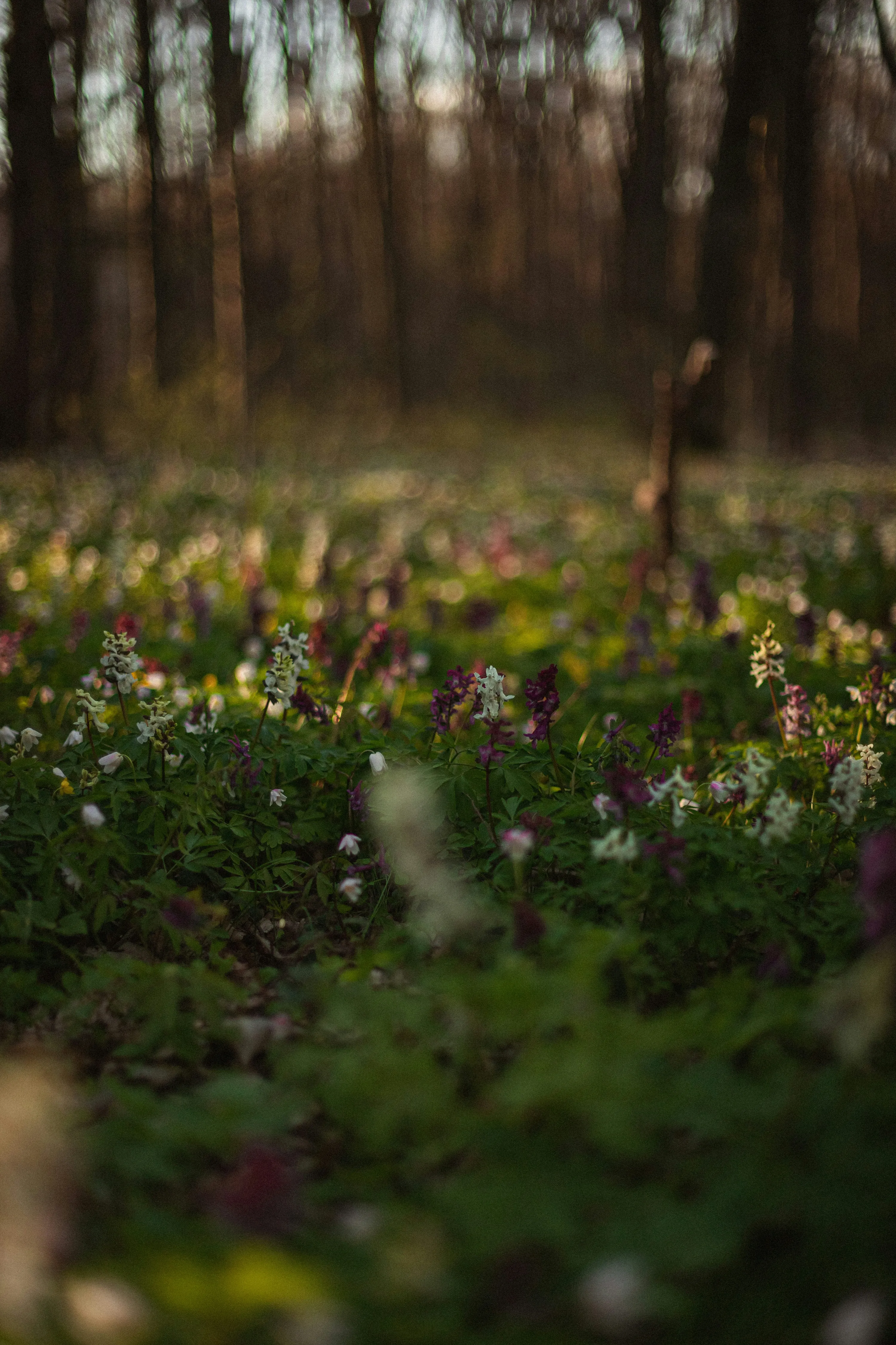 Захистять від біди та лихого ока: ТОП-4 рослини, які треба посадити біля будинку