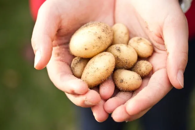 Жінка тримає картоплю в руках 