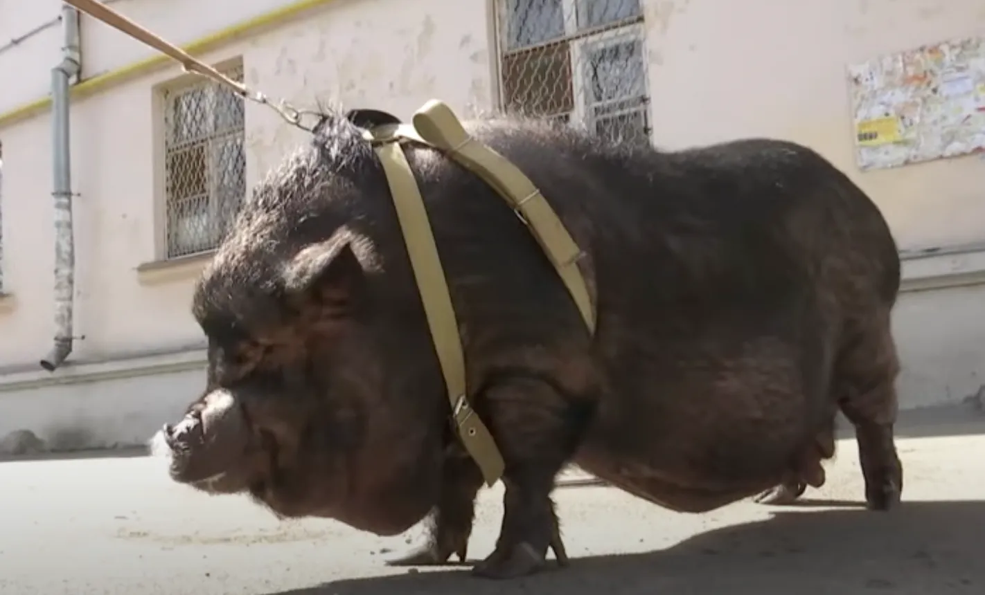 В київській квартирі живе 100-кілограмова свиня