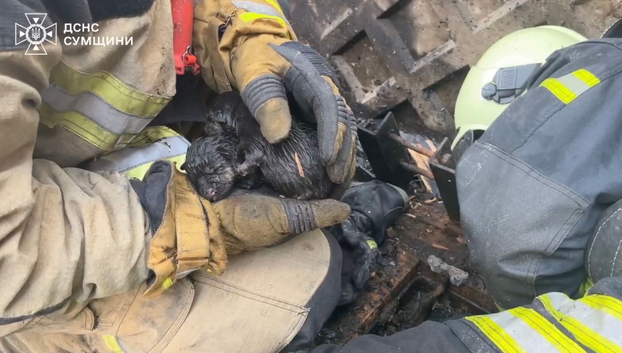 У Сумах ДСНС під час ліквідації пожежі врятували 5 цуценят