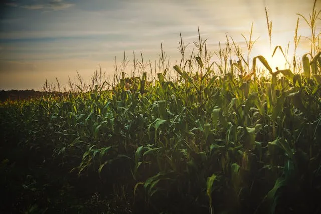 Кукуруза растет в поле