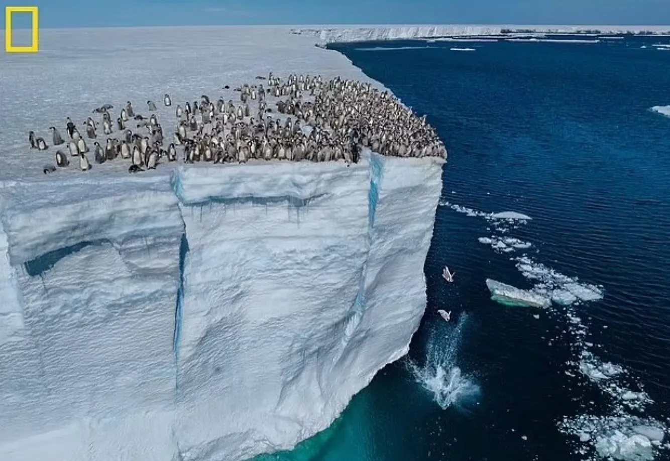 Детеныши пингвинов прыгают в океан с высоты 15 метров