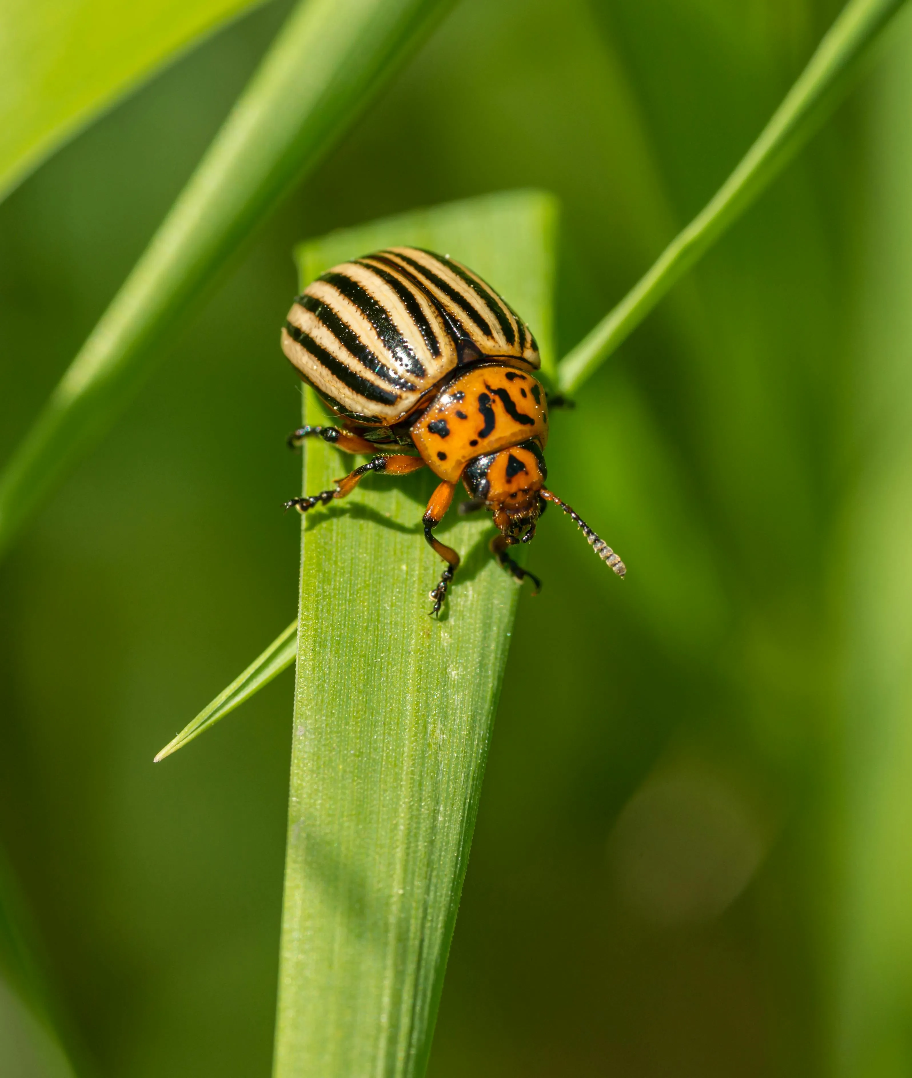 Пастка для колорадських жуків є екологічною 