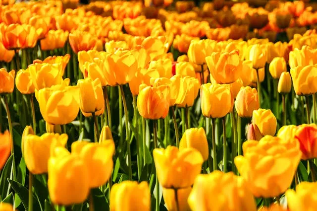 Желтые тюльпаны цветут на поле