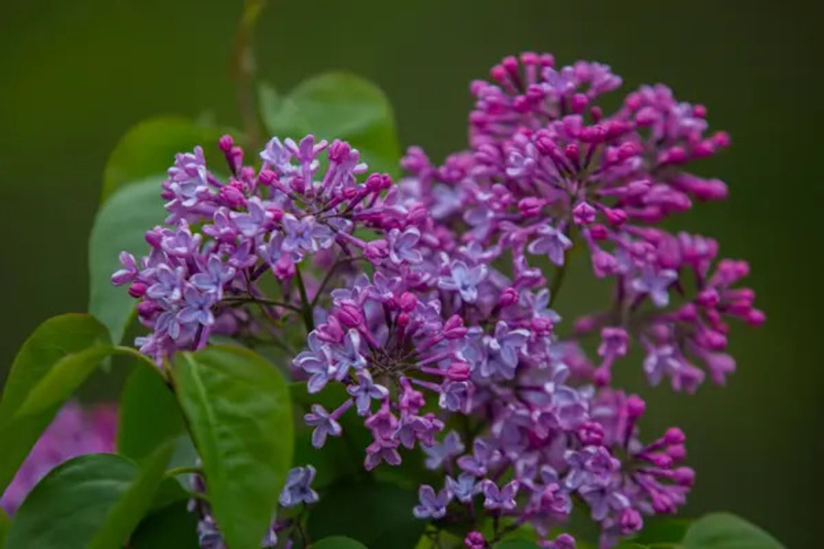 Сірєнь українською як буде - як правильно та незвично назвати ці квіти Сірєнь українською як буде - як правильно та незвично назвати ці квіти