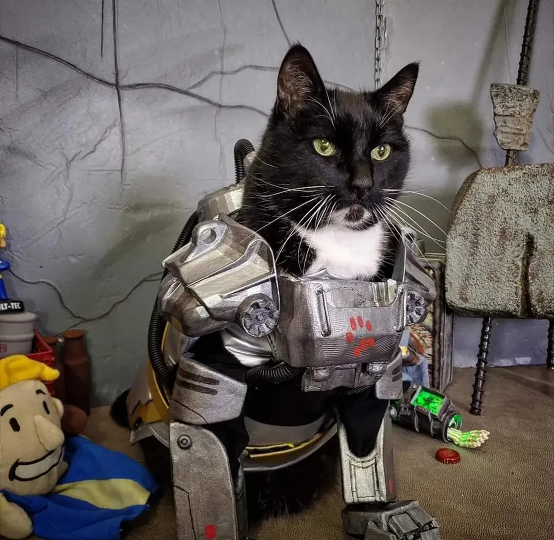 Котик у броні з Fallout