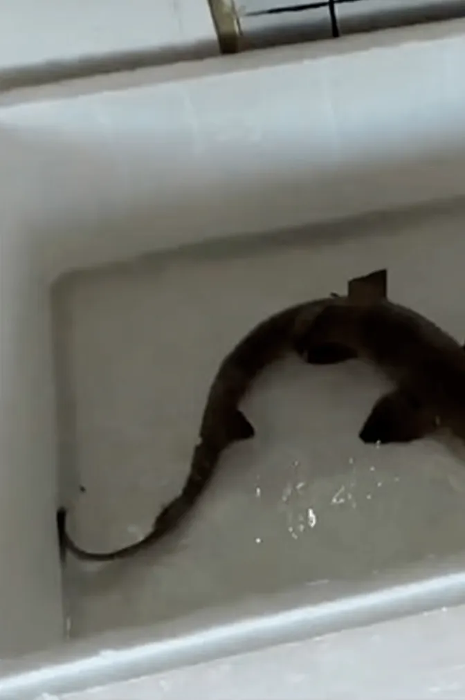 Акула, которую спас инструктор по подводному плаванию Акула, которую спас инструктор по подводному плаванию