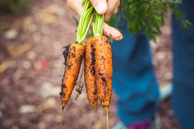 Морковь растет на огороде