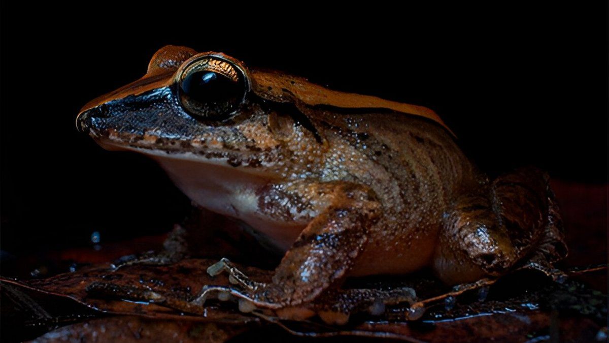 Крихітна жаба з бразильських лісів пронизливо кричить, відлякуючи хижаків Крихітна жаба з бразильських лісів пронизливо кричить, відлякуючи хижаків