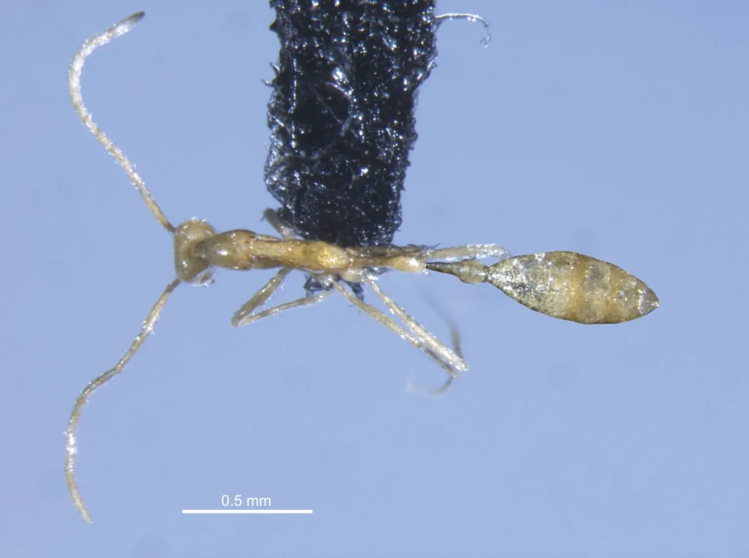 В Австралии открыли новый вид подземных муравьев Leptanilla voldemort