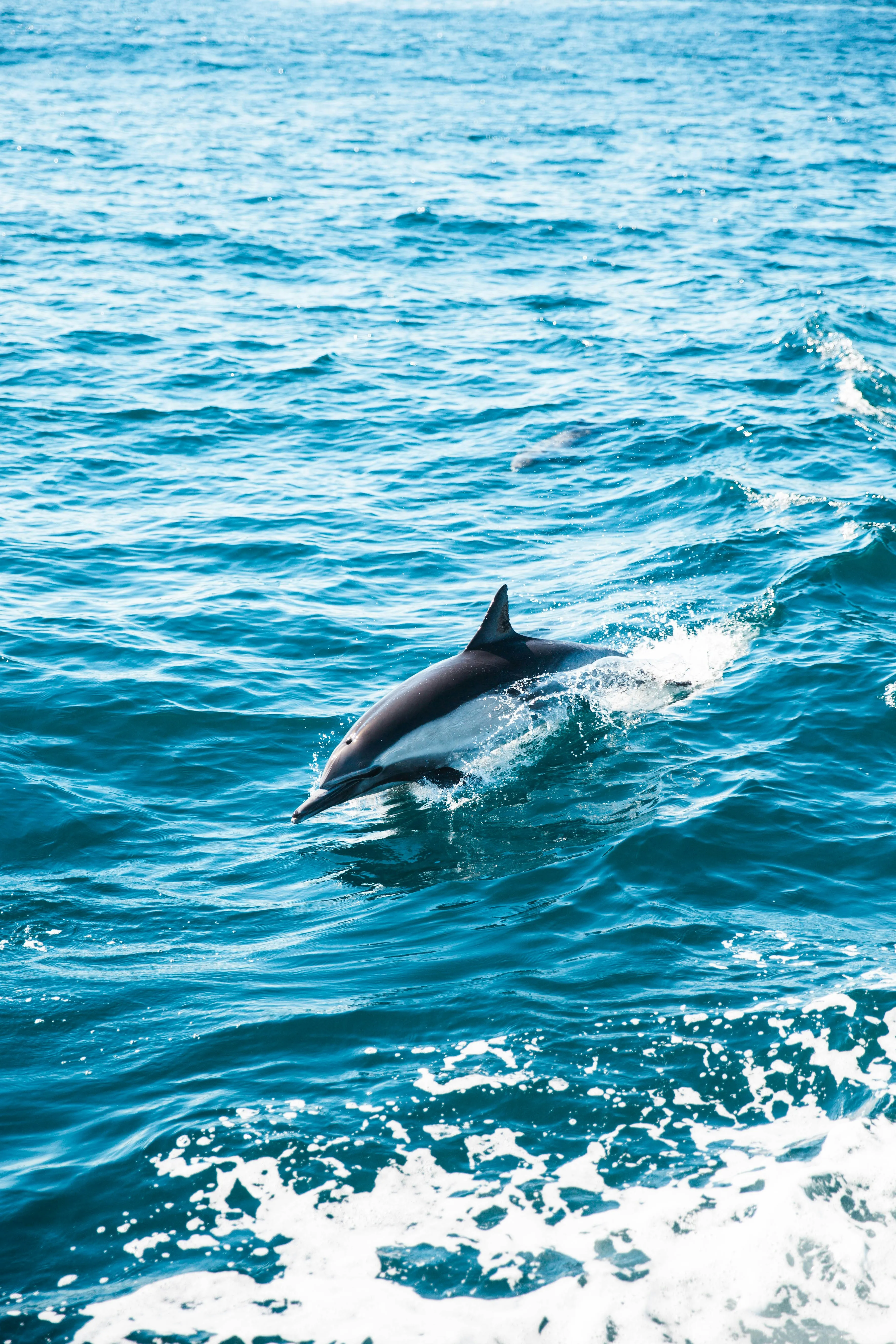 Киты и дельфины в Тихом океане получили статус юридического лица