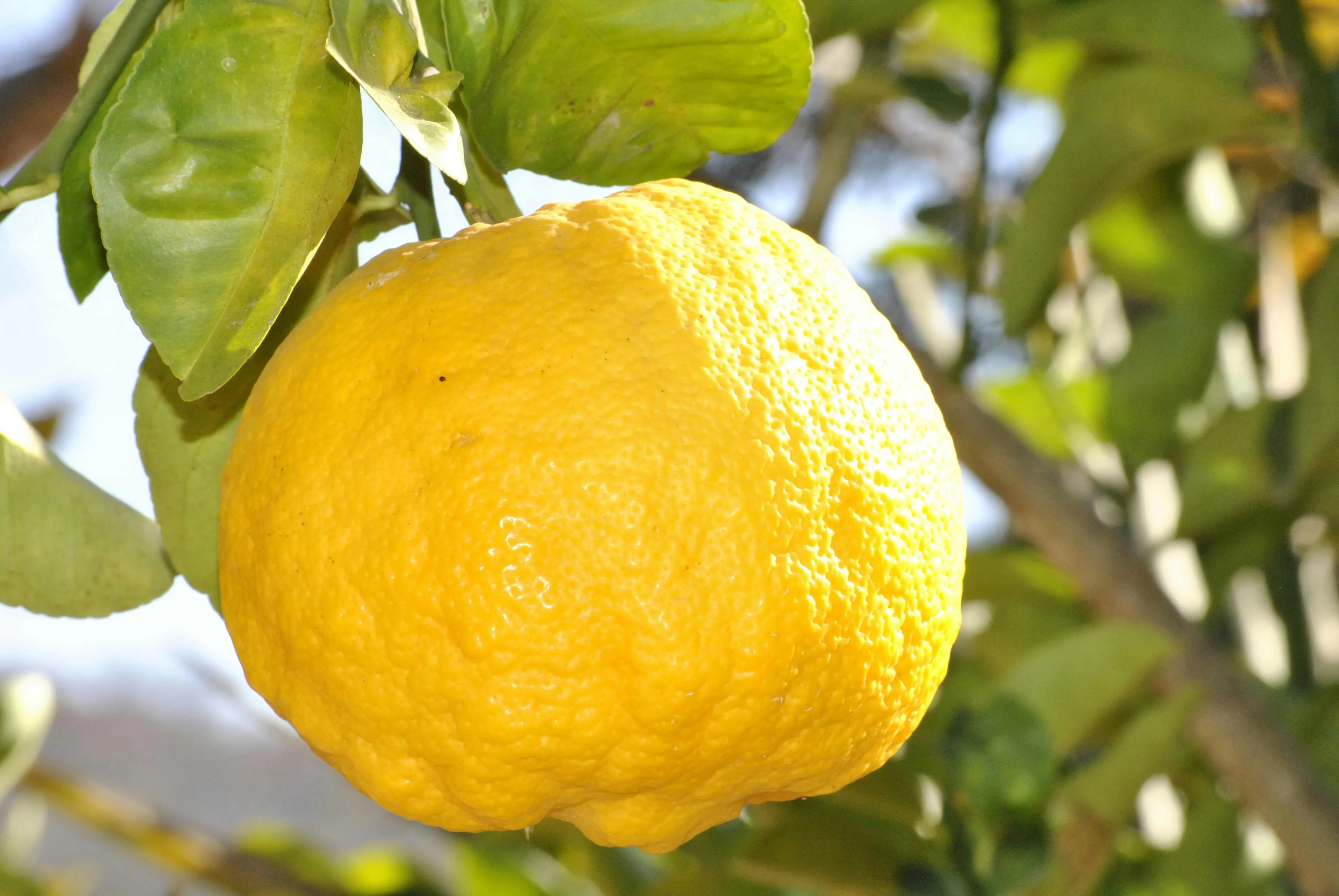 Лимон можна виростити з кісточок 