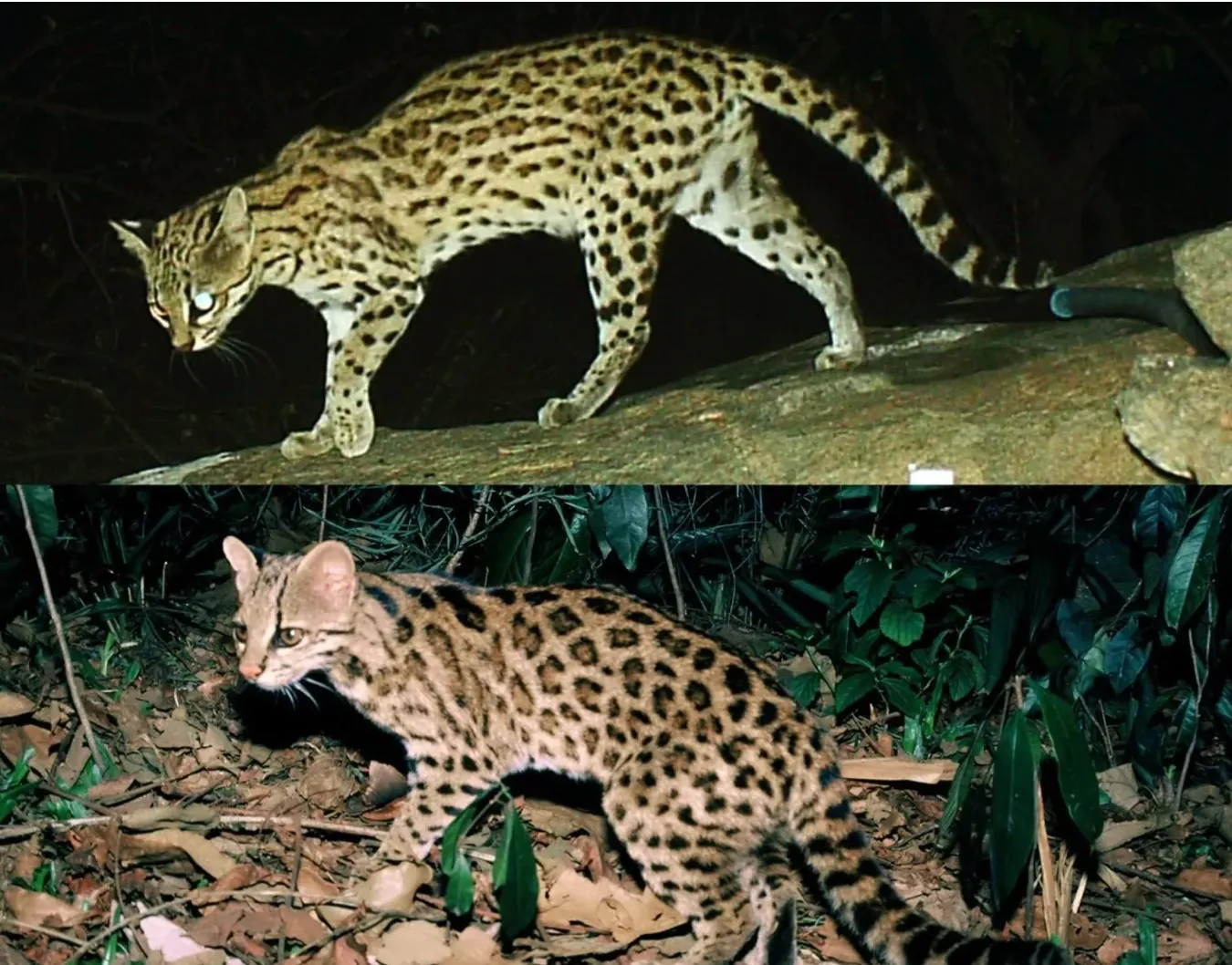 Два інших види тигрових кішок: північна тигрова кішка (вгорі) і тигрова кішка Атлантичного лісу (внизу) 