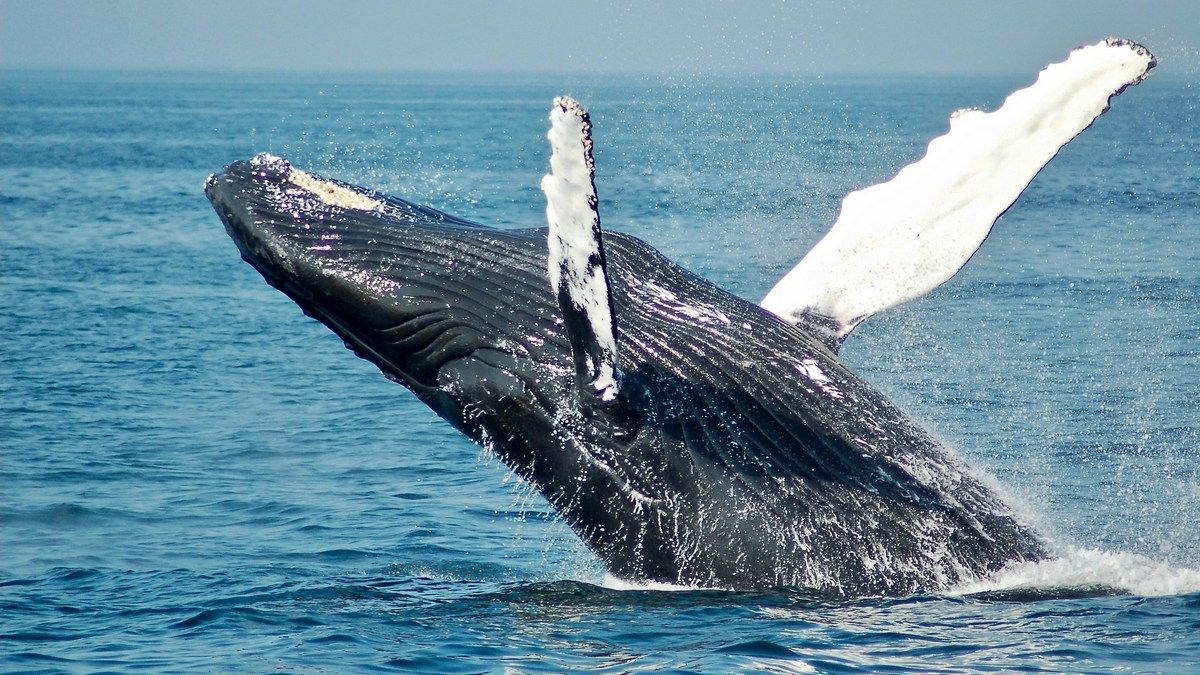 Ученые института SETI заявили, что им удалось поговорить с китом