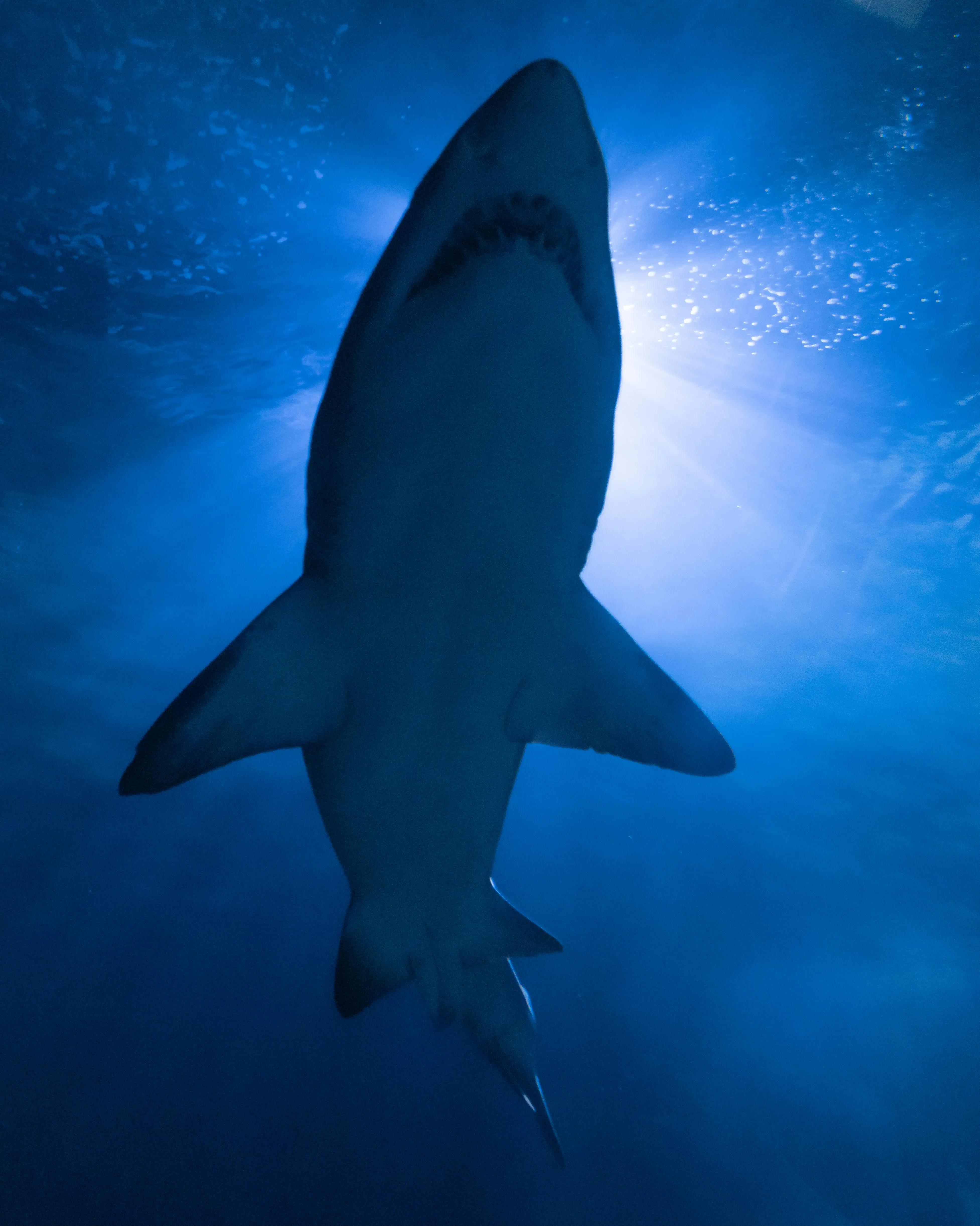 Большие белые акулы ежегодно мигрируют на большие расстояния, обычно в одиночку