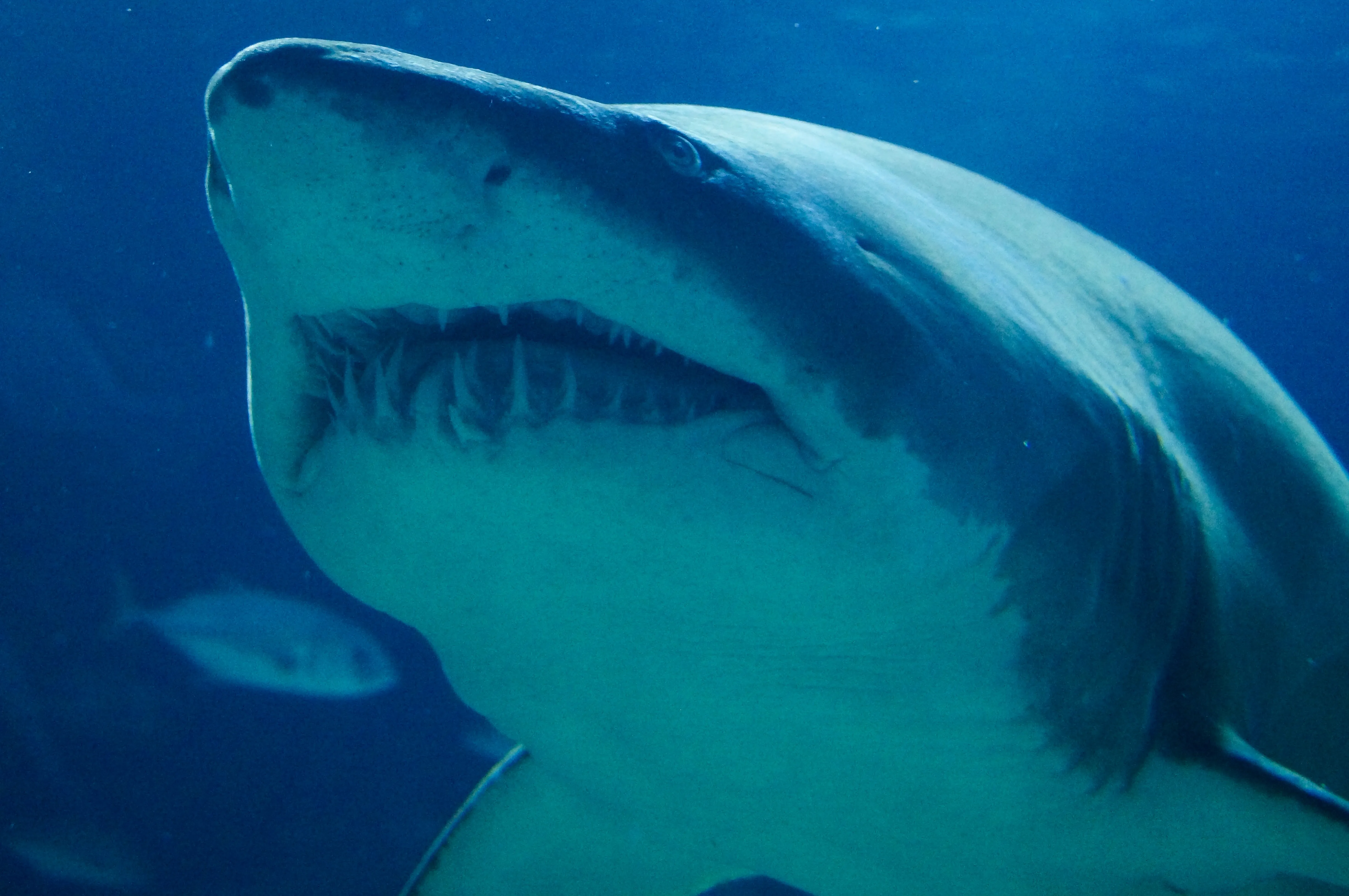 Большие белые акулы - одни из самых выносливых путешественников в мире