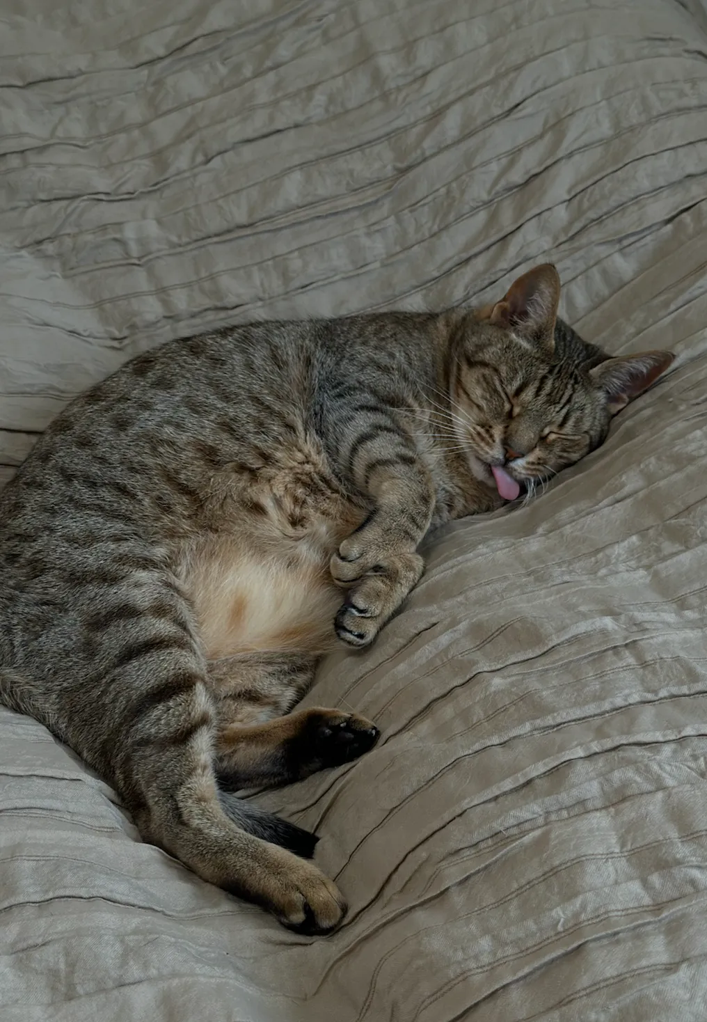 Рыся любит спать только на кровати